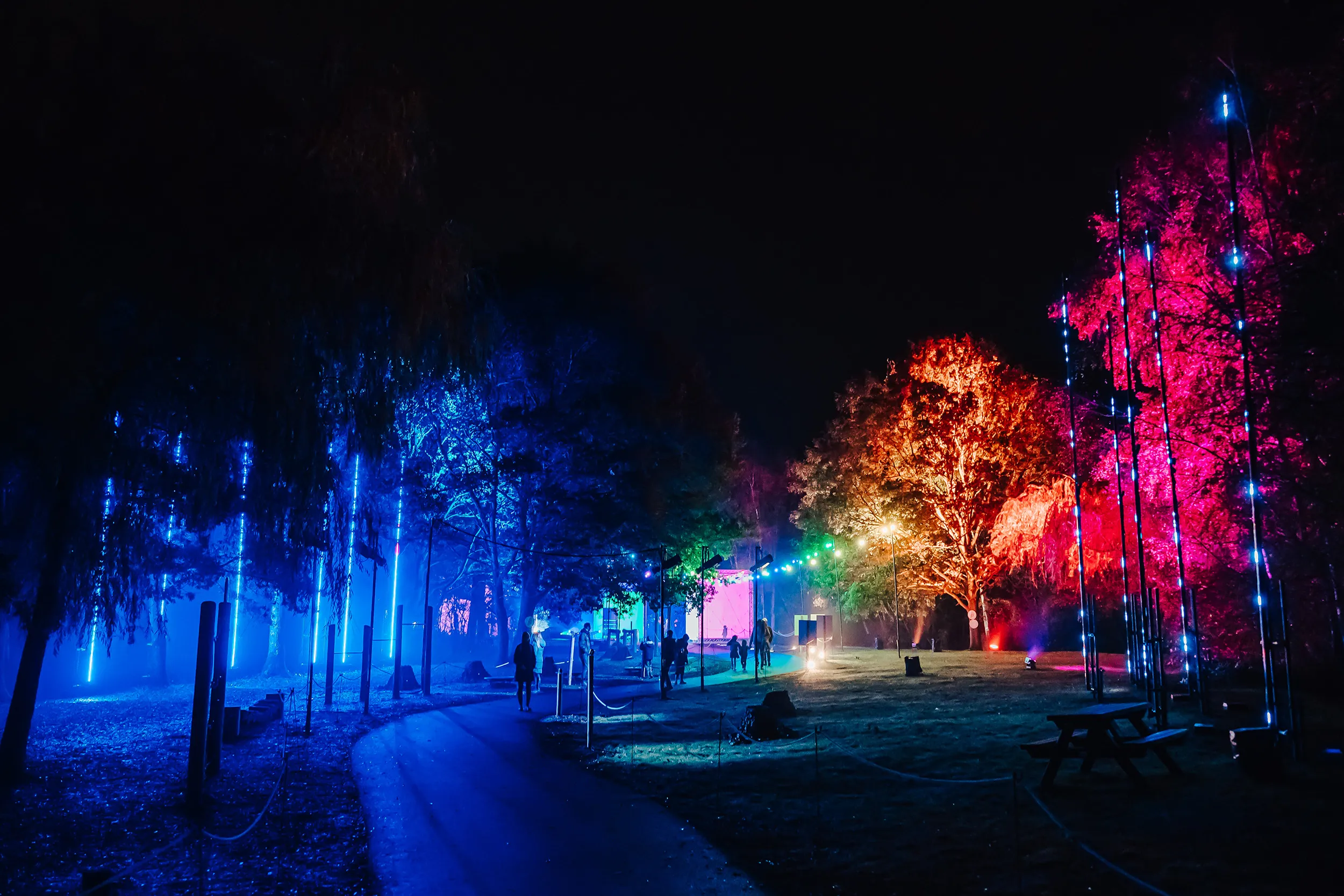A woodland path through Illuminova, trees lit blue and red with hanging light-tube installations